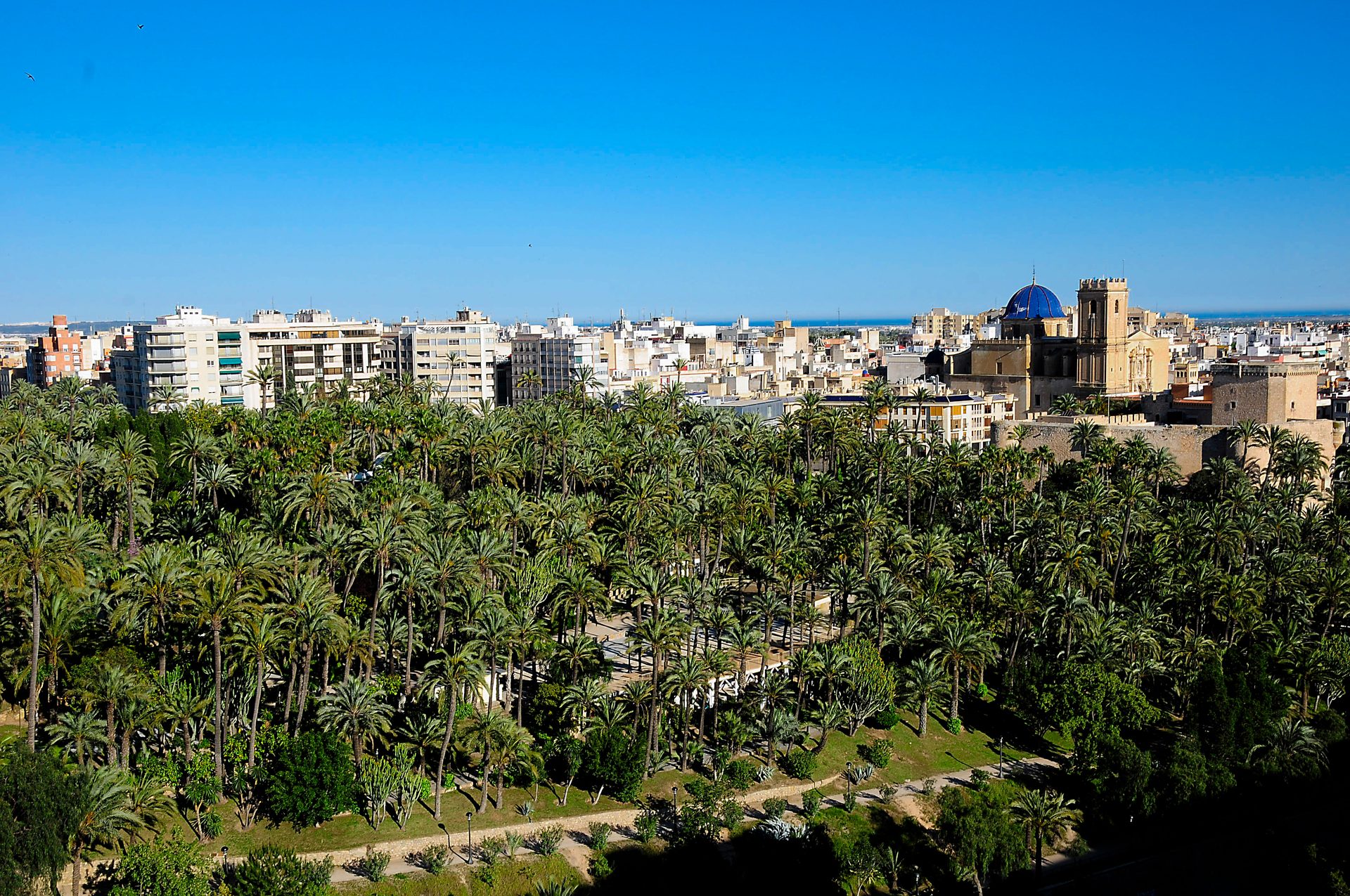 Vista de Elche: la Basílica de Santa María entre palmeras